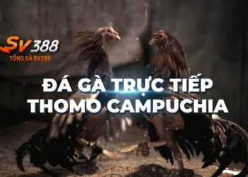 Đá Gà Thomo - Link Đá Gà Trực Tiếp Thomo Campuchia [ Đang Live ]